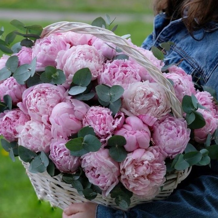 51 пион в корзине в Хуахине